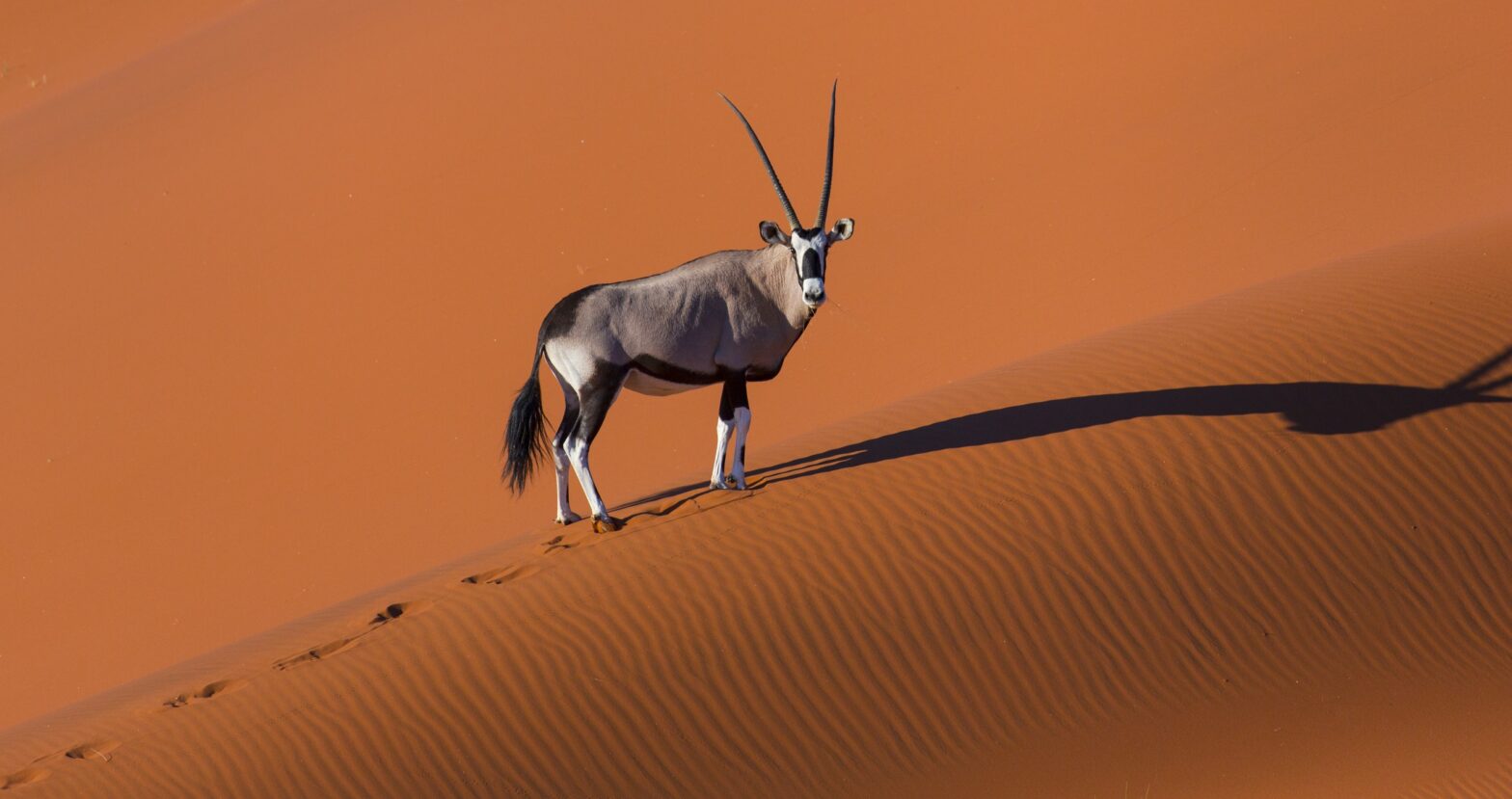 Oryx-in-desert